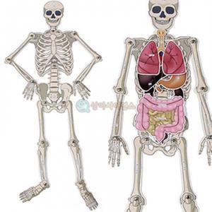 SA 인체골격 내부장기모형 학습준비물,과학교구