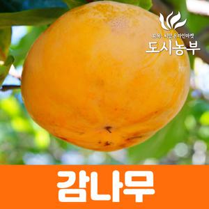 감나무묘목 조추왕단감 진영단감 변이종/도시농부23