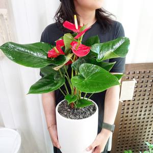 꽃 안스리움 빨강 지름 18cm 화이트 개업, 생일, 승진, 개업화분, 영전화분