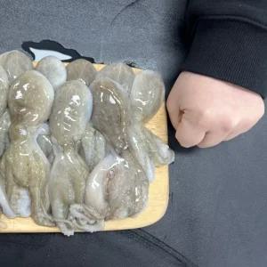 원물 대사이즈 선동 생물 활 쭈꾸미 1kg 냉동 주꾸미 볶음 신선