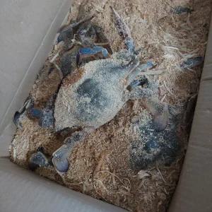 태안 활 톱밥 꽃게 2kg 8미 내외 제철꽃게
