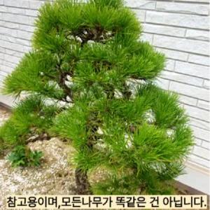 소나무 해송 분재 (중 사이즈)