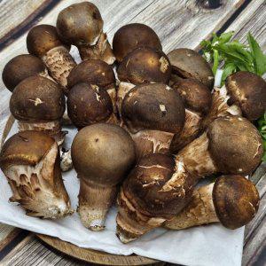 국내산 참송이 버섯 500g