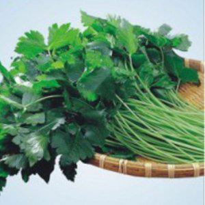 재배용종자 산나물식물씨앗 산나물 봄참나물 1000립