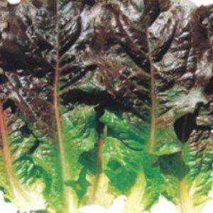 상추종자 여름상추재배 쌈야채씨앗 2000립 흑치마상추 여름채소