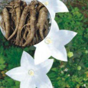 1000립 약용식물 약용백도라지종자 식물씨앗1000립