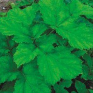 식물종자 어수리산나물씨앗 적어수리품종 50립 국산 어수리씨앗