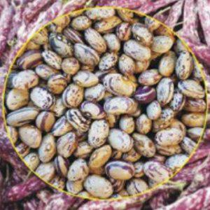 호랑이콩 강남콩종자 콩씨앗 호랑이콩채소씨앗 원예용품종 30g