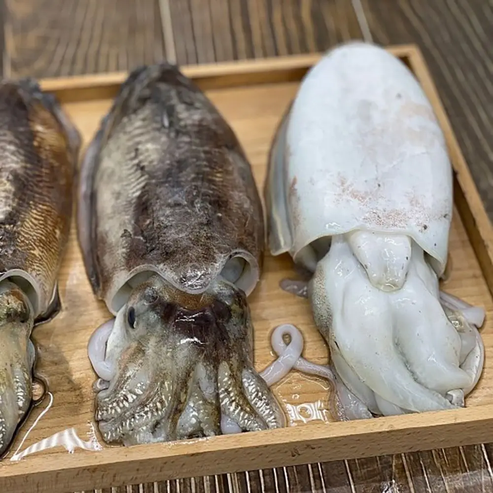 생물 갑오징어 제철 산오징어 1kg
