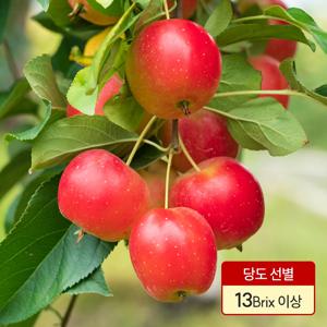 고당도 미니사과 루비에스 데코용 꼬마사과 영천 산지직송 2kg 상과 (20~25수)