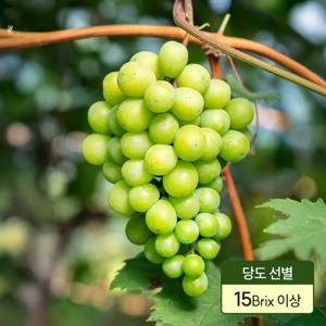 신선미가 고당도 샤인머스캣 망고포도 경산 영천 산지직송 4kg (4~5수)