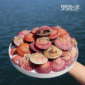 통영 제철 홍가리비 산지직송 3KG (75미내외)