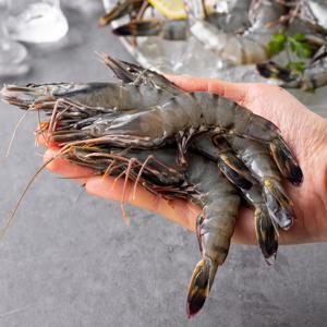 냉동 블랙타이거 새우 500g 외