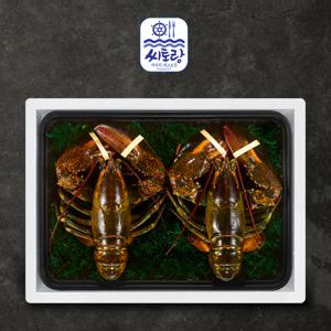 [씨토랑]프리미엄 활랍스터세트 라지 2미 3.0kg/마리당 1.4-1.6kg