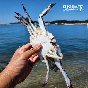 태안 가을 활 꽃게 1kg (4미내외/빙장포장) 外 중량별