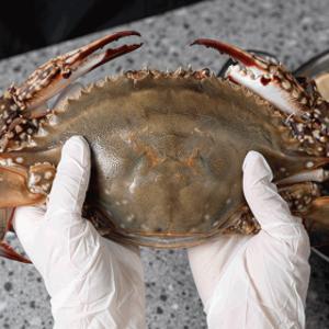 산지직송 태안 생물 가을 활 꽃게 숫꽃게 빙장포장 2kg(6~10미) 한정특가 / 당일 조업 발송