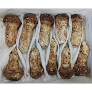 천송 백두산 자연산 송이버섯 1kg 특등급 1등급 산지직송 항공특송 부모님선물 명절선물