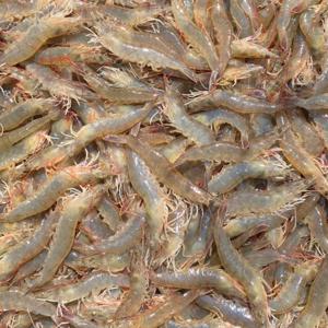 흰다리새우 생새우 회 활새우  1kg(25미내외) / 수령 당일 횟감 가능