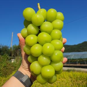 산지직송 김천 샤인머스켓 4kg 특등급 고당도 씨없는 망고포도 선물세트 18Brix 알이 가득