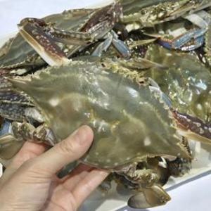 국내산 연평도 활 숫꽃게 2kg 6~12미 제철 살이 오동통 오른 꽃게