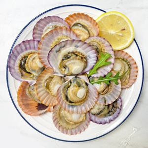당일 채취 국내산 제철 홍가리비 3kg 70-90미 내외