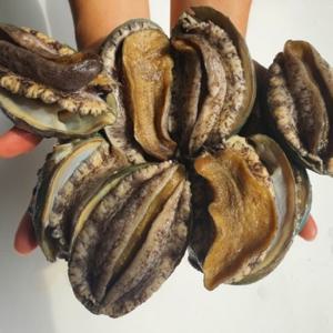 국내산 완도 대왕전복 1kg 9~10미 산소포장 횟감가능