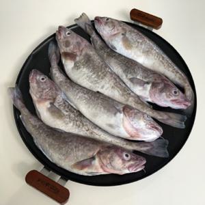 생물 대구 2kg + 1kg 대구탕 알 곤이