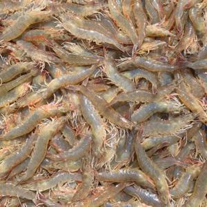 흰다리새우 생새우 회 활새우  1kg(25미내외) / 수령 당일 횟감 가능