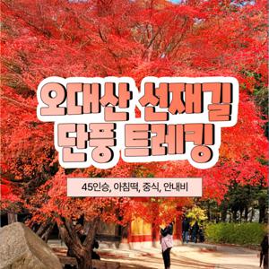 |여행가는가을| 천년의 숲 오대산 선재길 단풍 트래킹 당일 중식제공