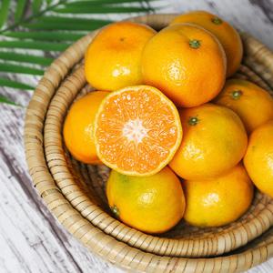 [농부마음] 제주 극조생 감귤 소과 (2.5kg)