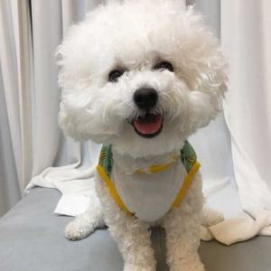 반려견 여름 나시 데일리 봄 데일리 외출 산책 옷