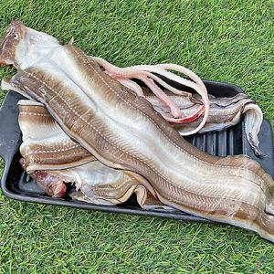 바다장어 1kg