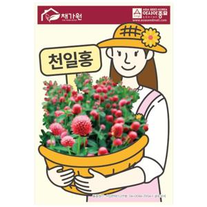 아시아종묘 씨앗 고급꽃 천일홍 100립