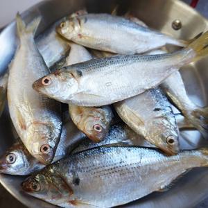 25년 햇 국내산 생물 전어 1kg(12-15미)