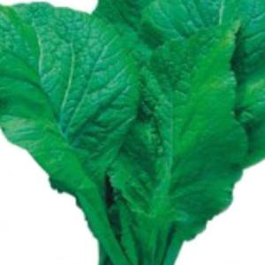 김치 돌산갓 야채 김장 채소 갓 종자 씨앗 2000립