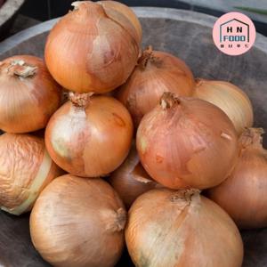 국내산 산지직송 햇양파 5kg (중사이즈)