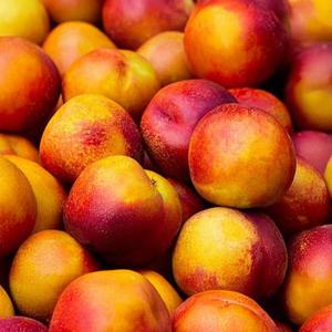 착한농부 천도복숭아 2kg 중과(14-18과)