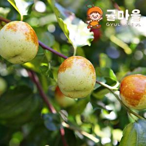국내산 햇 사과대추 생과 500g
