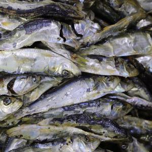 남해안 디포리 1.5kg