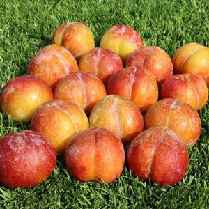 산지직송 영천자두 추희자두 4kg 중과
