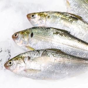 [착한어부 전어] 삼천포 자연산 구이용 전어 3kg