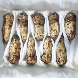 [더조은] 명품 남방 송이버섯 특품 6-9개입 500g (10cm이상)