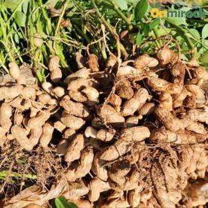 온미락 서산 흙땅콩 1kg 햇 생땅콩 피땅콩 껍질땅콩