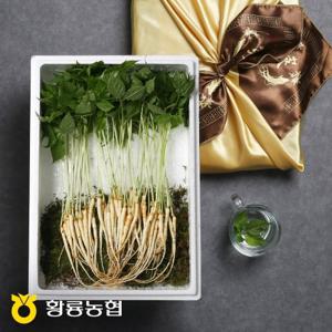 [장성황룡농협] GAP인증 국내산 새싹삼 20뿌리 (20cm내외)