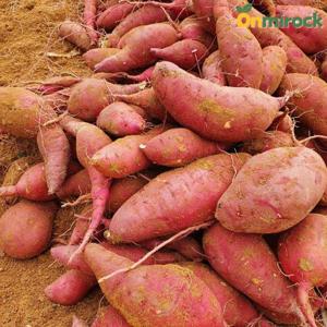온미락 해남 햇 밤 고구마 특상사이즈 5kg 비세척 진율미 오리지널 밤맛 퍽퍽 고구마 산지직송