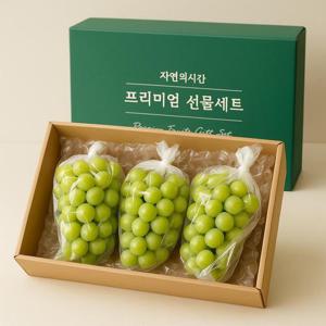 갤러리아_프리미엄 고당도 샤인머스캣 2kg 특품 (3수) 선물세트