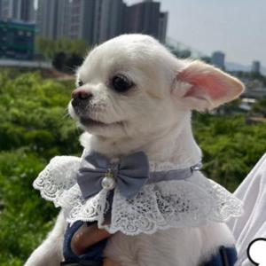 S 블루 강아지 고양이 레이스 리본 목카라 스카프 넥 (WFIPQUH)
