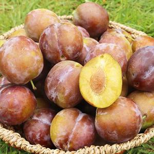 안동 산지직송 생푸룬 푸룬생과 푸룬자두 2kg 가정용