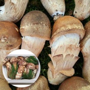 [한식단] 국산100% 참송이버섯 1kg 상품 선물용_상품