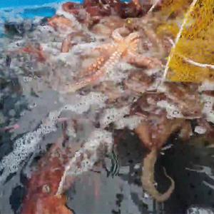 [산지직송] 남해안 생물 활 돌문어 1kg내외(1-4미)